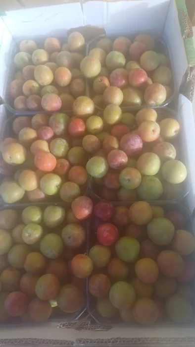 שזיף מטלי- 1ק"ג