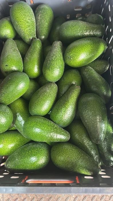 אבוקדו אטינגר. 1 ק"ג