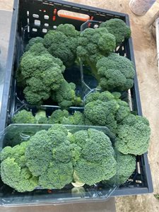 ברוקולי באריזה- 500 גר' באריזה