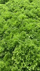 חסה לליק- באריזה