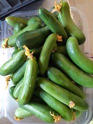 מלפפון צעיר גדול מצע מנותק 1 ק"ג- 2 אריזות